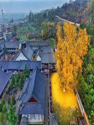 陕西1400年银杏树下落满黄叶 似金毯铺地