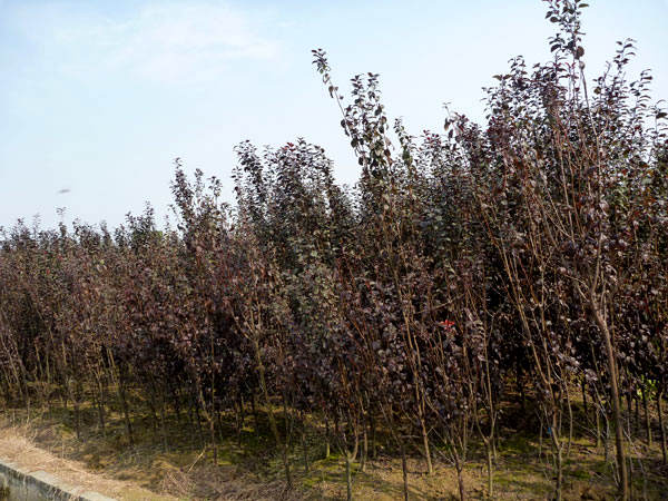 湖南苗木红叶李种植基地直销地径2~8公分红叶李