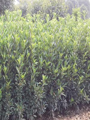 长沙苗木生产基地优质绿篱灌木法国冬青 量大价优