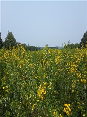 优质秋冬花灌木黄花槐受追捧