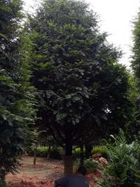 供应植物活化石天然珍稀抗癌植物精品红豆杉