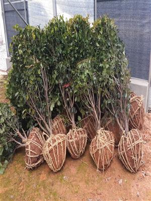 供应冠幅1米精品茶花球