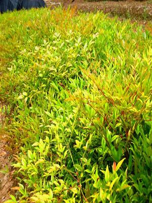 优质庭院秋冬彩色观叶观果植物南天竹