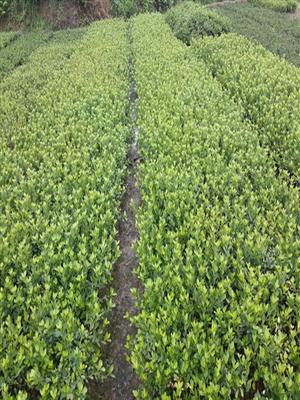 大量供应优质花灌木夏鹃小苗