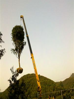 10-12公分桂花树工程苗低价出售