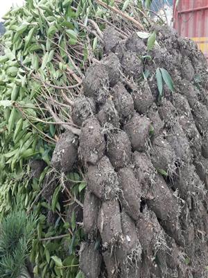 湖南苗木市场畅销绿篱灌木1.2米至1.5米法国冬青