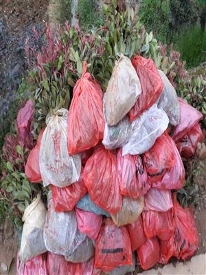 优质彩色地被植物红叶石楠热销
