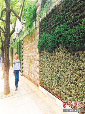 长沙芙蓉区沿街打造“模纹绿篱”