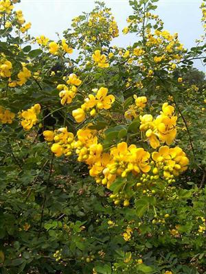 长沙供应城市园林绿化苗木优质花灌木黄花槐