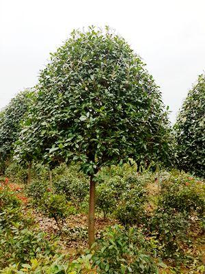 湖南苗木基地6-8公分精品独杆红叶石楠树