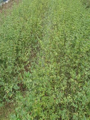 供应藤本早春观花植物迎春小苗