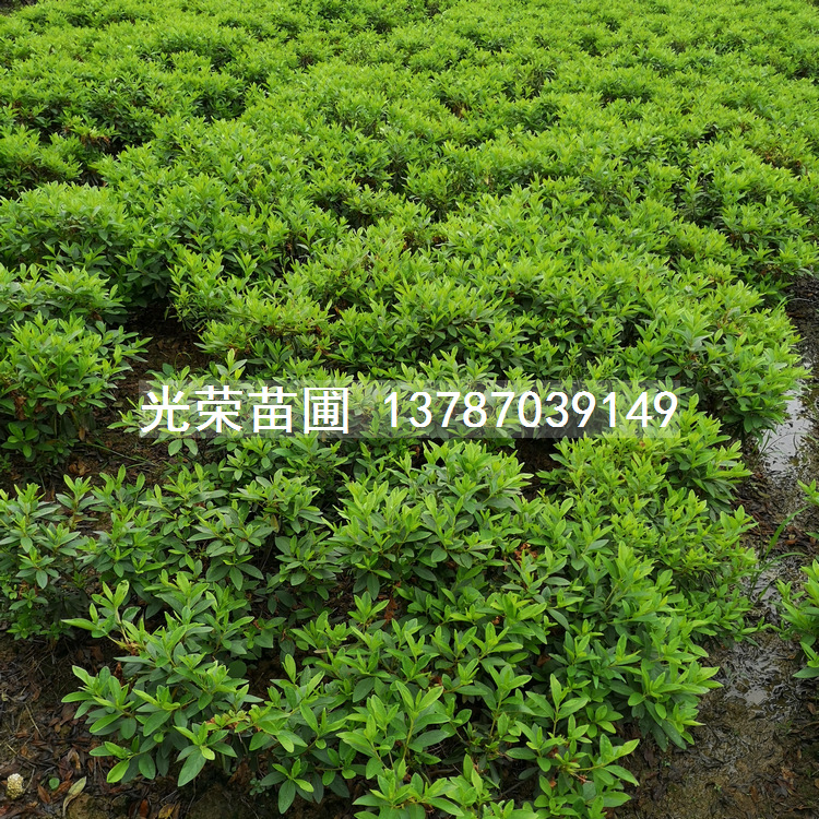 杜鹃毛球种植基地