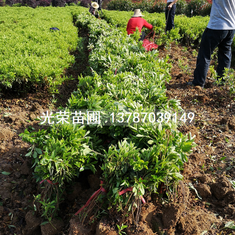 地被苗木杜鹃毛球