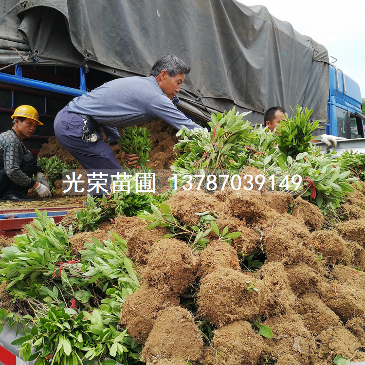 杜鹃毛球装车