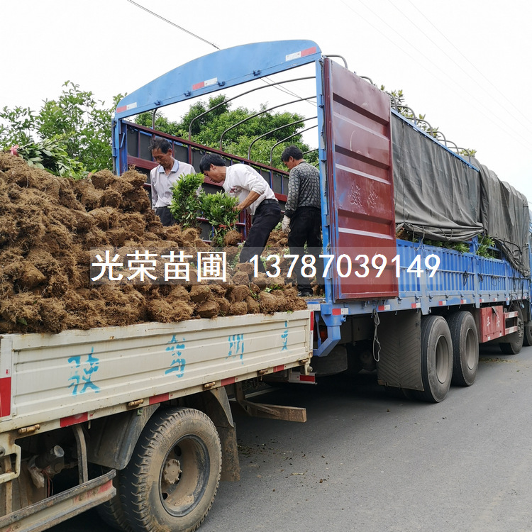 杜鹃毛球与实苗的区别