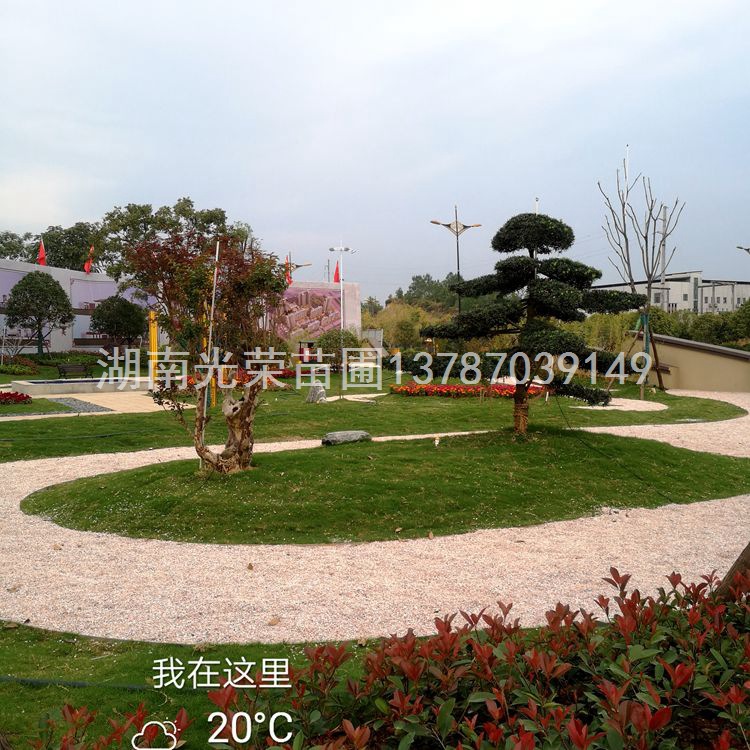 浏阳西北环线绿化造型显花木之乡风采 