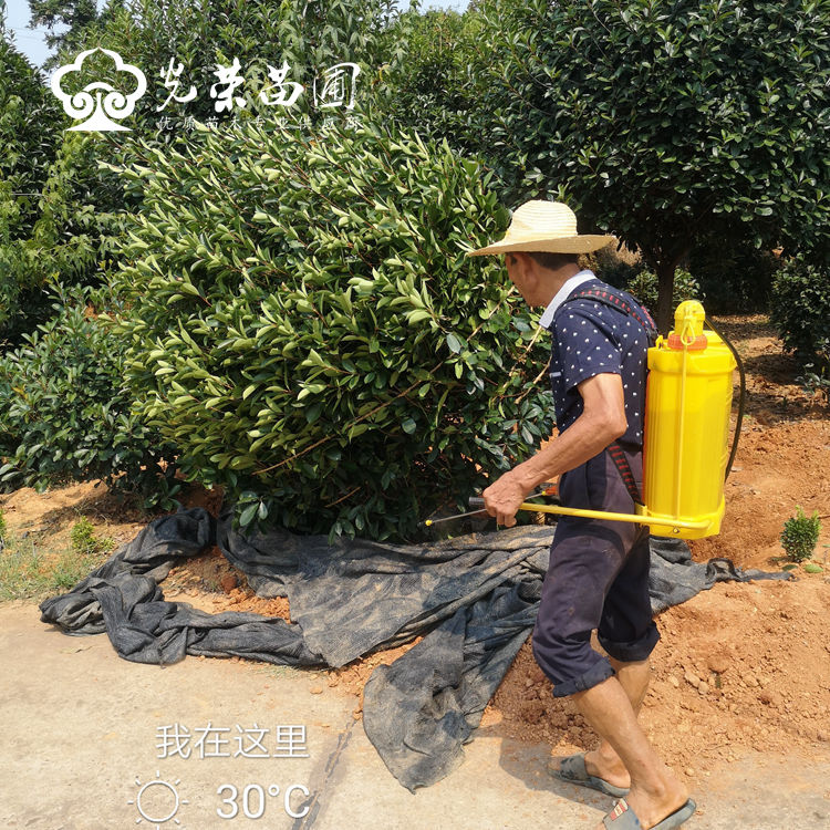 高温天气起苗措施.jpg