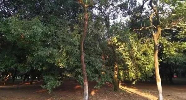 今年长沙的桂花为啥迟迟不开？究竟何时开？