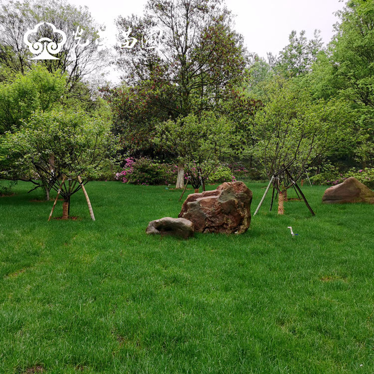 红梅树种植实景