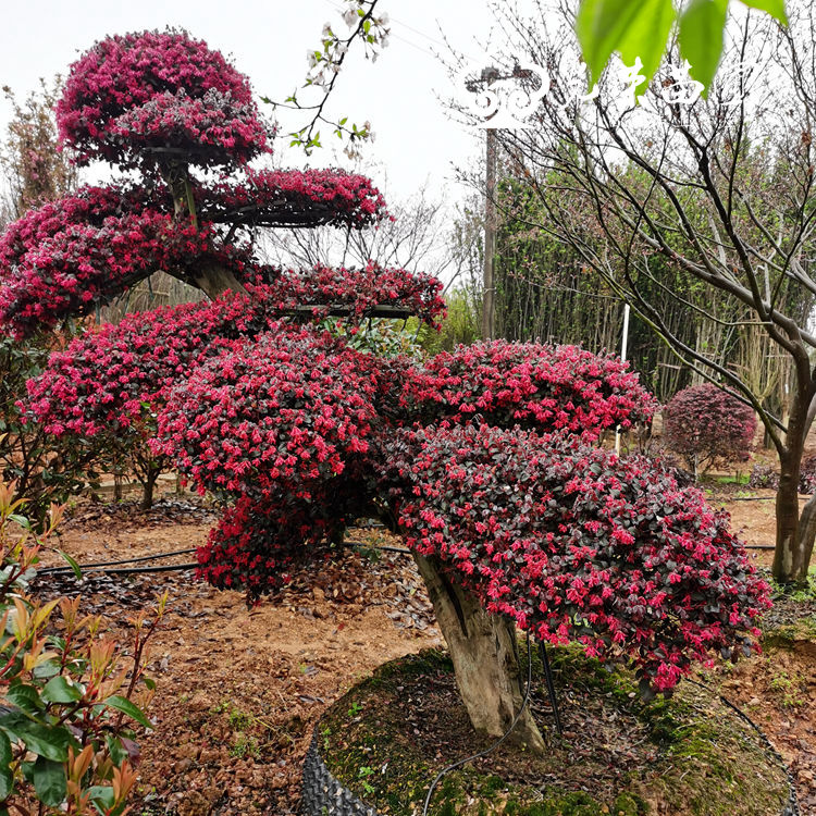 红花继木桩景图片.jpg