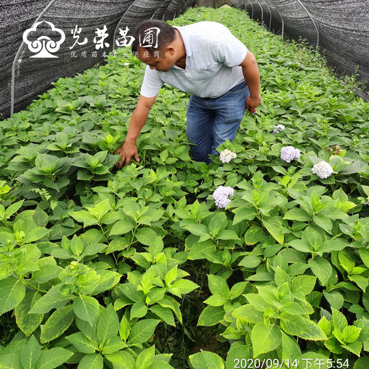 无尽夏绣球母本基地.jpg