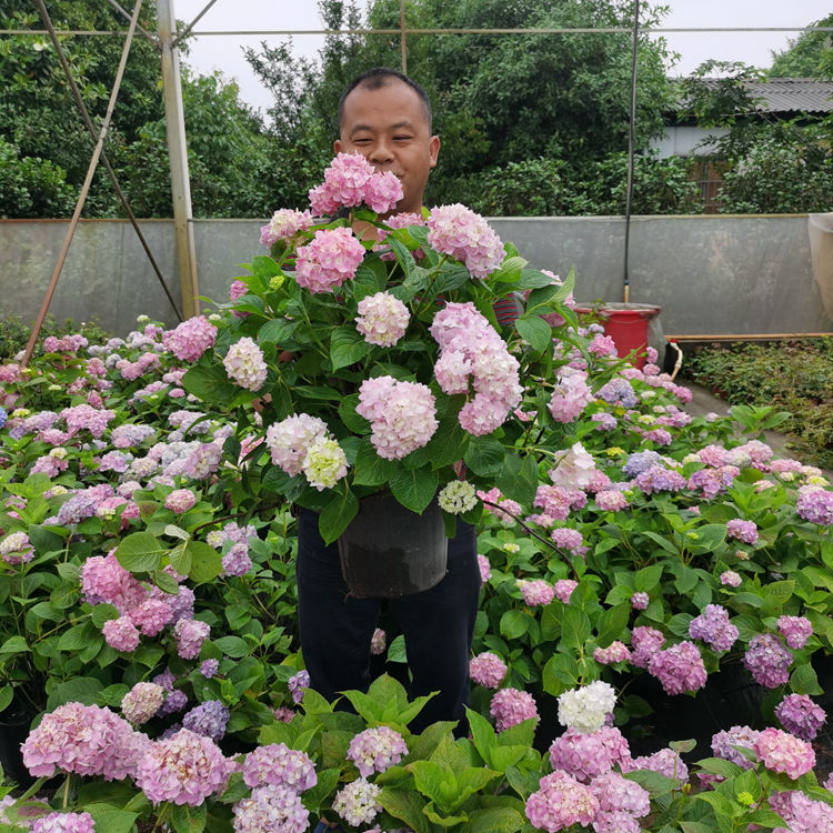 正宗大花绣球无尽夏绣球花新枝老枝都能开花