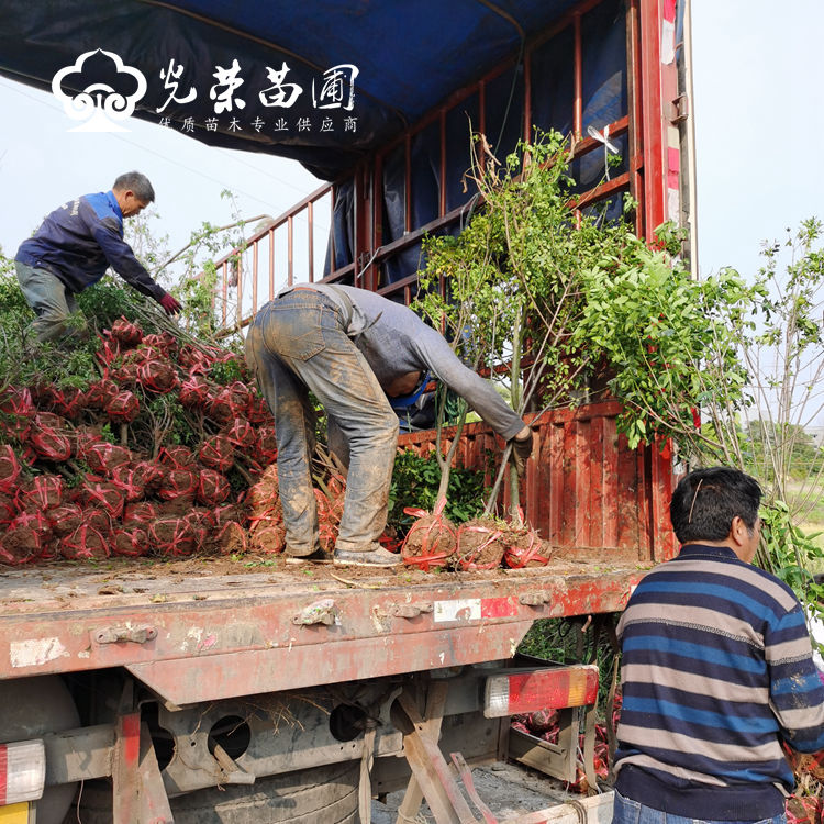 黄花槐批发价格.jpg