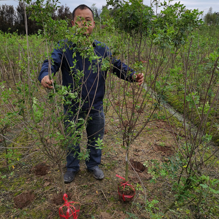 黄花槐图片.jpg