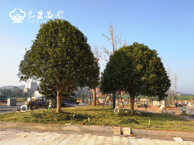 桂花树夏季栽种能成活吗.jpg