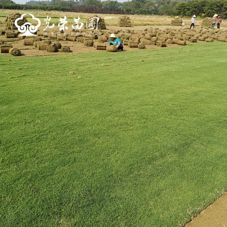 百慕大草坪基地