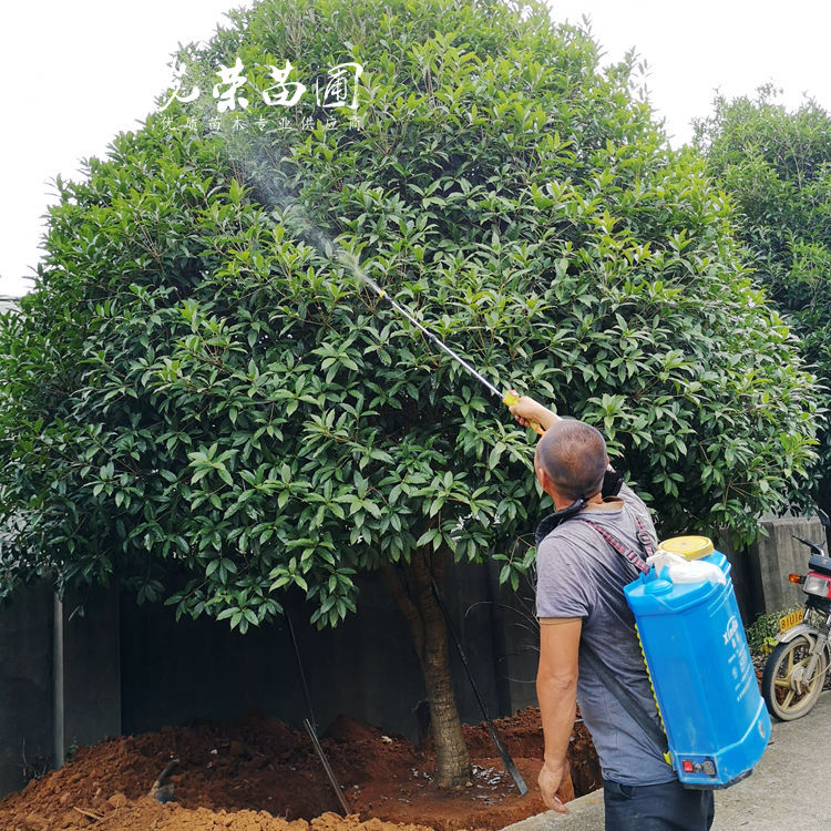 反季节移栽桂花树成活关键.jpg