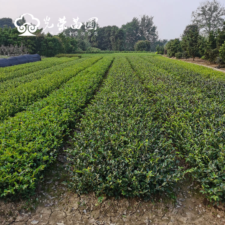 茶梅苗基地