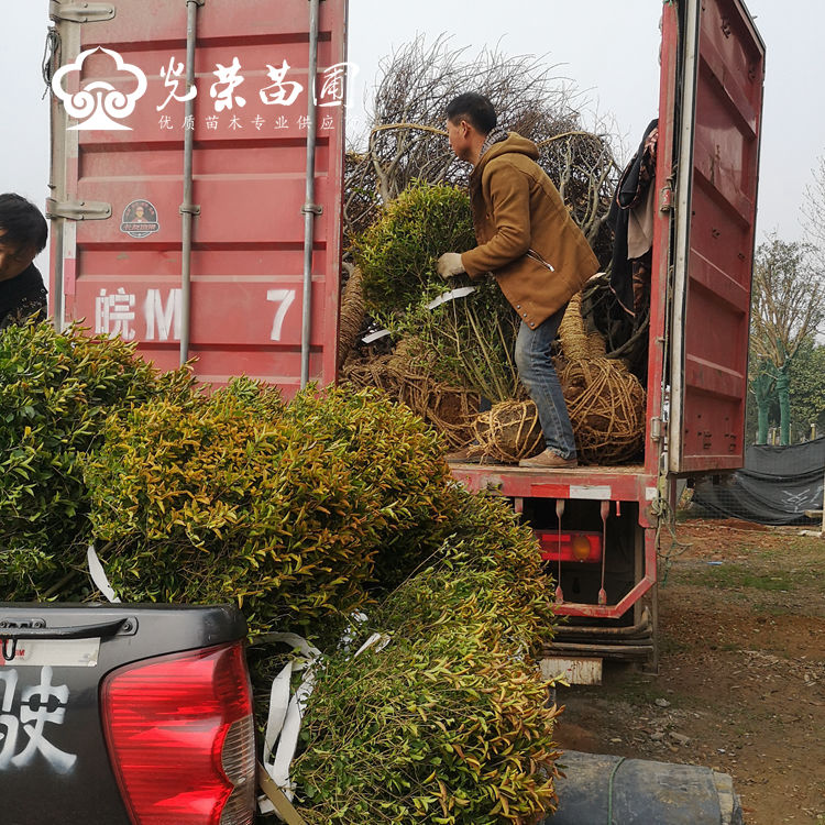 金冠女贞球装车.jpg