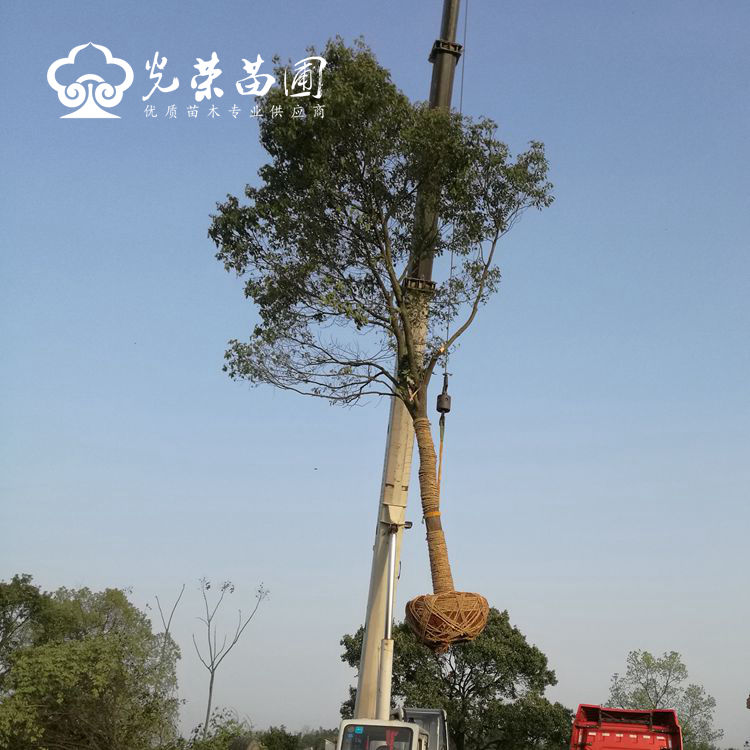 全冠樟树多少钱一棵