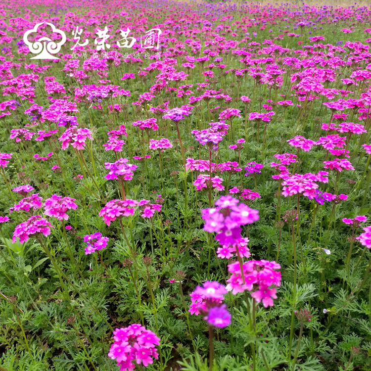 美女樱的花期