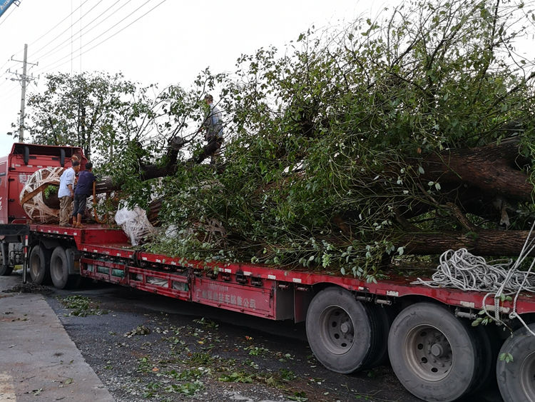 40-50公分骨架移栽香樟整车发车