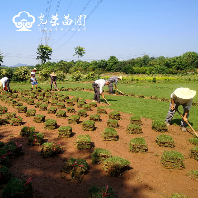 马尼拉草多少钱一平