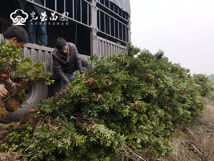 杜鹃花映山红毛球.jpg