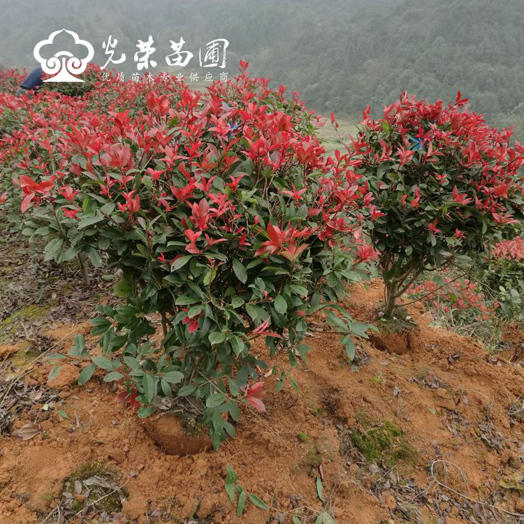 红叶石楠球图片