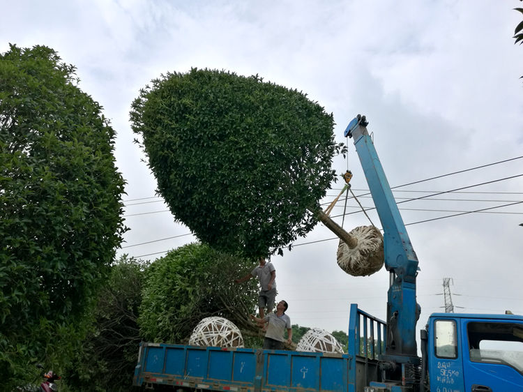 高分枝精品桂花树八月桂整车发货