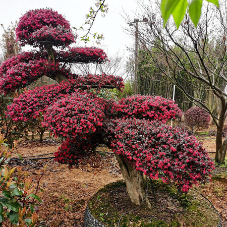 红继木桩（临水式）