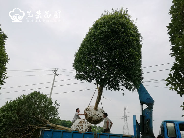 精品桂花装车.jpg