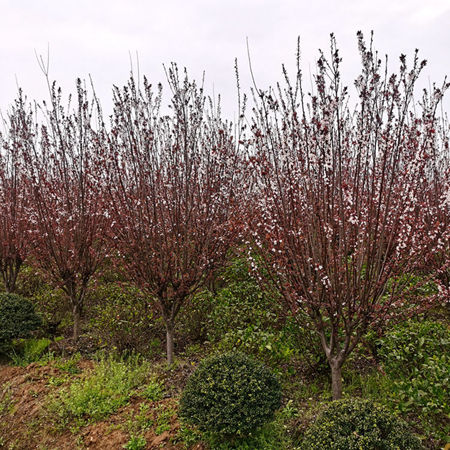 紫叶李