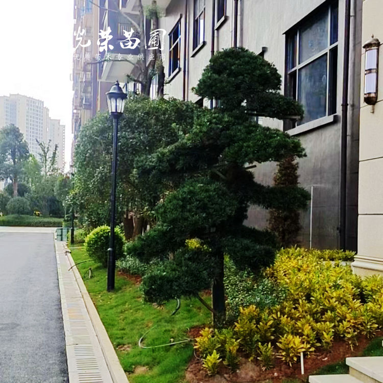 造型罗汉松种植实景.jpg