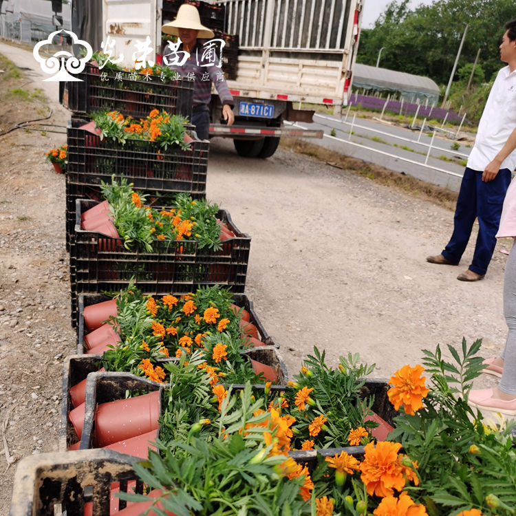 孔雀草基地直售.jpg