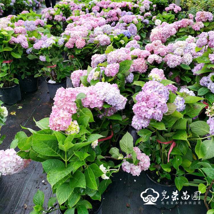 无尽夏绣球花出货中.jpg