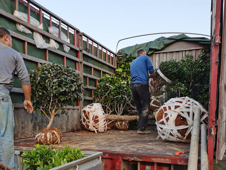 郴州别墅业主为庭院绿化采购造型罗汉松红继木桩柚子树枇杷树金桔子树