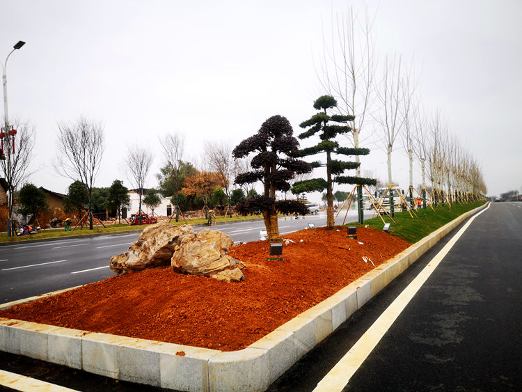湖南某道路绿化造型树栽种施工