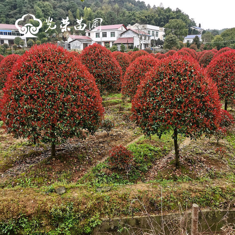 红叶石楠基地.jpg