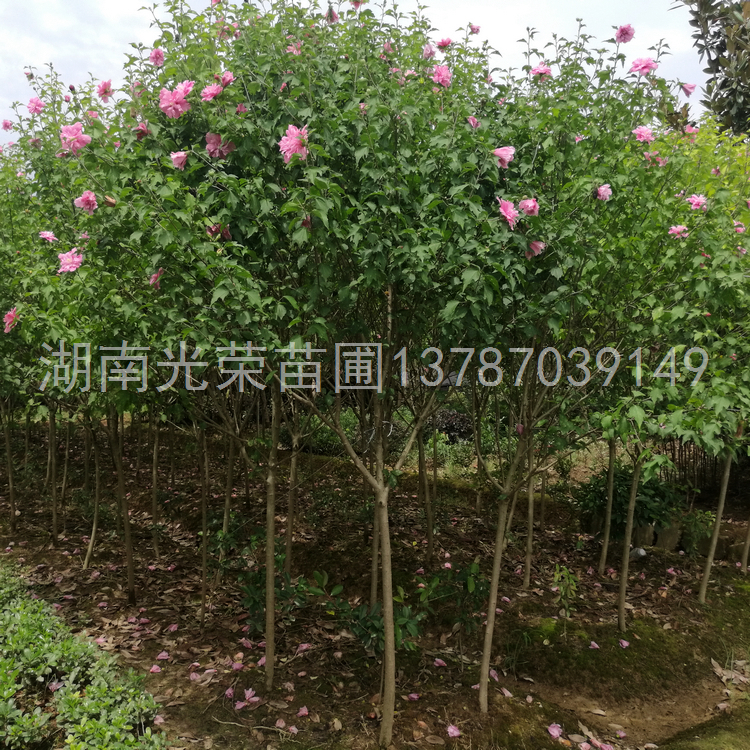 独杆木槿.jpg